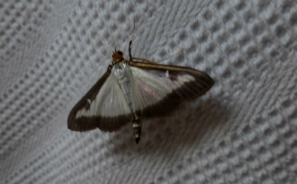 Farfalla notturna in casa - Cydalima perspectalis, Crambidae